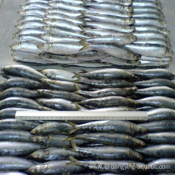 Frozen Sardine Whole Round Lighting Caught Fish 80-100g